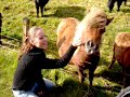 Shetland ponies in Shetland Scotland