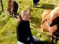 Shetland ponies in Shetland Scotland