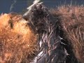 Baby southern sea otter - scared by passing airplane