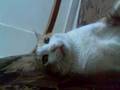 videos de nanu my attackin tiger
