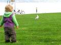 videos de Seagull.avi