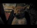 小梅の夢 Vol.2   ~let me sleep please!~