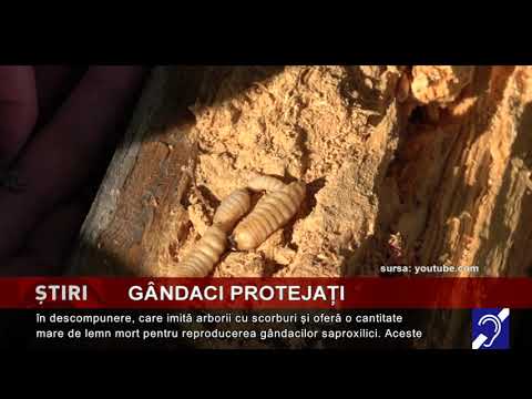 Gândacii din Carpați, protejați prin LIFE ROsalia
