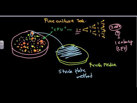 how to isolate mrna from bacteria