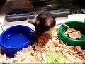 dramatic-mouse.html