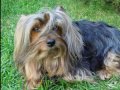 Meine Silky Terrier H�ndin Delphy