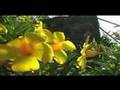 Flowers of St John, US Virgin Islands