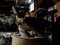 Howling Dog Vs Bed!