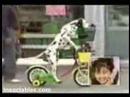 perro en bici