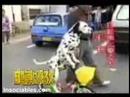 perro en bici