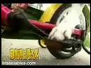 perro en bici