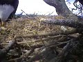 New Baby Eaglet!