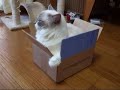 ?????????(=^?^=)?very itsy-bitsy bedroom