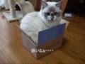 すごく狭いかな～猫(=^・^=)　very itsy-bitsy bedroom