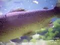 Lunker Rainbow Trout Real-Time Underwater Video