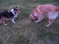 My fun dogs Golden Retriver & Sheltie relaxing 2gether My fun dogs Golden Retriver & Sheltie relaxing 2gether