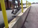 kickflip bank gap