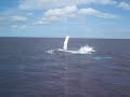 Amazing humpback whale fin slapping in Bay Newfoundland