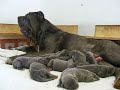 Eshli with puppies