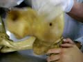 anatomia veterinaria   bases oseas del miembro toracico  p2 