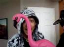 Pink Flamingos Pink Flamingos