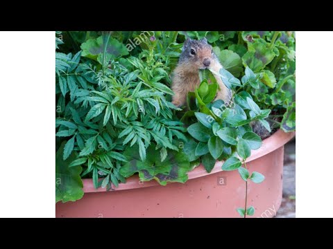 video-linktoworks-How to Keep Squirrels Out of Your Plants!!!!