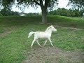 cremello/perlino colt cremello/perlino colt