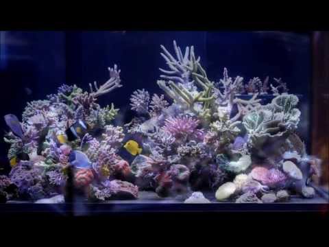Gary’s Radion Lit SPS Reef (China) Gary’s Radion Lit SPS Reef (China)