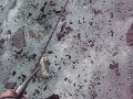 Climbing Worthington Glacier, Alaska