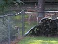 Anti-Hunting Dogs