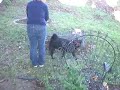 Trapped Dog
