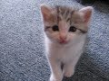 she still lives at my house, but she's bigger and fatter these days.