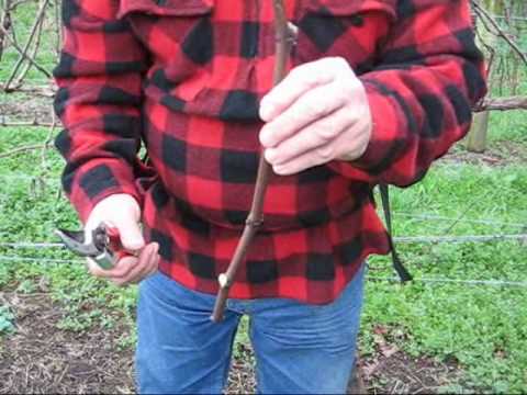 how to transplant old grape vines