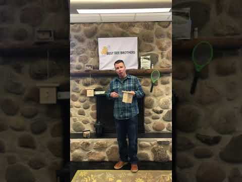 image preview of video showcasing Video: Attract More Bees to Your Carpenter Bee Trap
