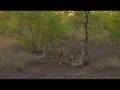 Lions lean and lazy 