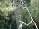 Tarzan Bay: Helmsman again Tarzan Bay: Helmsman again