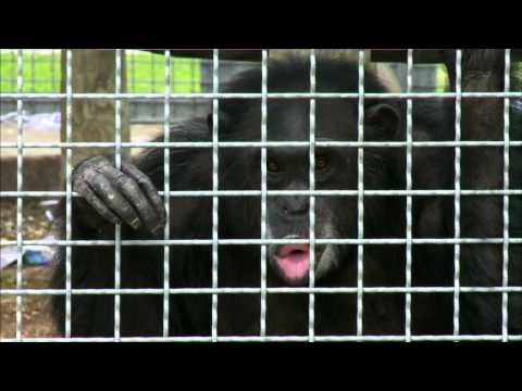 CHIMPANZEE