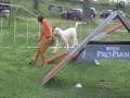 Agility Dog Gastone Agility Dog Gastone
