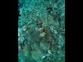 scorpion fish
