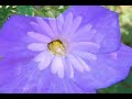 Native American Flute/Flight of the Bumble Bee searching for the perfect flower