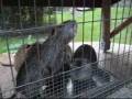 Botshing TV - Episode 59 - Wildpark Schwarze Berge Special