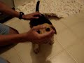Cócegas no cachorro