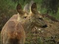 Born in Freedom Veluwe wildlife