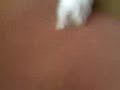 My Westie dog Alfie