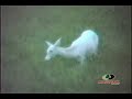 Mossy Oak - Albino Deer In The Woods Mossy Oak - Albino Deer In The Woods