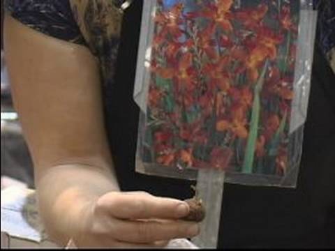 how to plant crocosmia