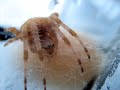 Peek a Boo with Spiders.... Peek a Boo with Spiders....