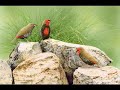 Bird Paintings by Frances McMahon (video 2) Bird Paintings by Frances McMahon (video 2)