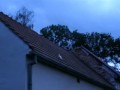 h5n1 pigeon   holubice is death