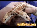 curiosidades e imagenes sorprendentes y algo mas